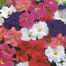 Image result for Petunia hybrida