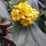 Attēlu rezultāti vaicājumam “Thladiantha dubia flower”