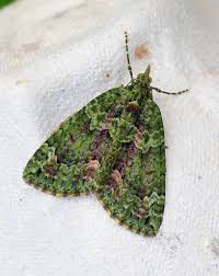 Attēlu rezultāti vaicājumam “Chloroclysta siterata”