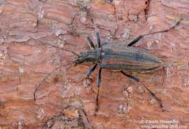 Attēlu rezultāti vaicājumam “Oxymirus cursor female”