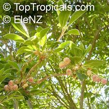 Attēlu rezultāti vaicājumam “Enkianthus campanulatus”