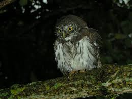 Attēlu rezultāti vaicājumam “Glaucidium passerinum”