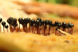 Attēlu rezultāti vaicājumam “Metatrichia floriformis”