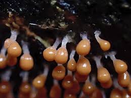 Attēlu rezultāti vaicājumam “Hemitrichia decipiens young”