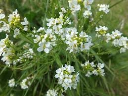 Attēlu rezultāti vaicājumam “Armoracia rusticana leaf”