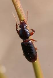 Attēlu rezultāti vaicājumam “Clivina fossor”