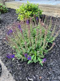Attēlu rezultāti vaicājumam “Salvia nemorosa flower”