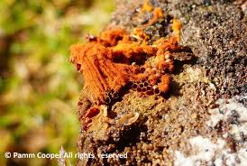 Attēlu rezultāti vaicājumam “Metatrichia vesparia”