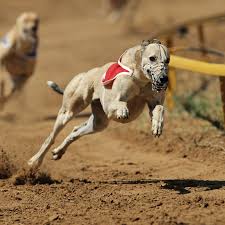 Image result for Reading Greyhound Track