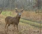 Prospects Looking Good for Deer Season in Texas | Outdoor Central ...
