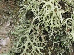 Attēlu rezultāti vaicājumam “Evernia prunastri”