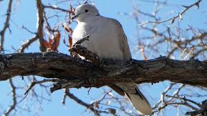Attēlu rezultāti vaicājumam “Columbiformes”