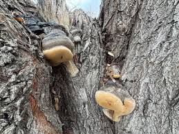 Attēlu rezultāti vaicājumam “Phellinus igniarius”