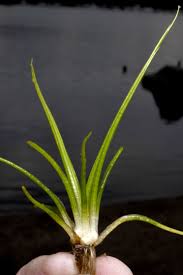 Attēlu rezultāti vaicājumam “Isoetes lacustris”