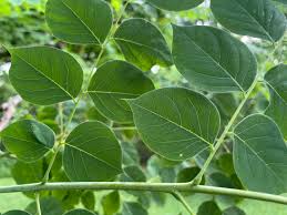 Attēlu rezultāti vaicājumam “Gymnocladus dioicus leaf”