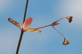 Attēlu rezultāti vaicājumam “Galium elongatum”