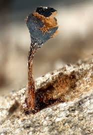 Attēlu rezultāti vaicājumam “Metatrichia floriformis macro”