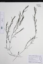 Attēlu rezultāti vaicājumam “Najadaceae”