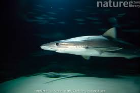 Image result for Galeorhinus galeus