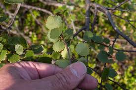 Attēlu rezultāti vaicājumam “Betula nana”