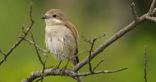 Attēlu rezultāti vaicājumam “Lanius collurio female”
