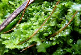 Attēlu rezultāti vaicājumam “Lejeunea cavifolia”