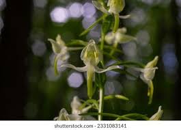 Attēlu rezultāti vaicājumam “Platanthera bifolia flower”