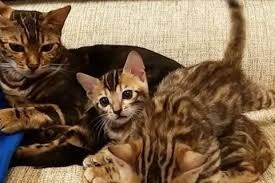 Image result for site:buyreklama.ru/*