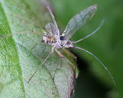 Attēlu rezultāti vaicājumam “Drepanosiphum platanoidis”