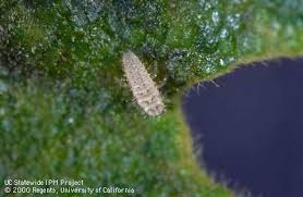 Attēlu rezultāti vaicājumam “Psyllobora vigintiduopunctata larva”