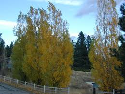 Attēlu rezultāti vaicājumam “Populus nigra Italica”