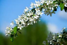Attēlu rezultāti vaicājumam “Malus domestica flower”