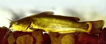 Image result for Ameiurus melas