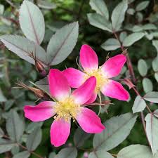 Attēlu rezultāti vaicājumam “Rosa glauca flower”