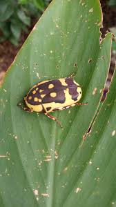 Attēlu rezultāti vaicājumam “Rabdophaga degeeri”