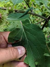 Attēlu rezultāti vaicājumam “Arctium nemorosum”