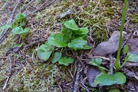 Attēlu rezultāti vaicājumam “Pyrola minor”