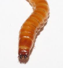 Attēlu rezultāti vaicājumam “Elateridae larva”