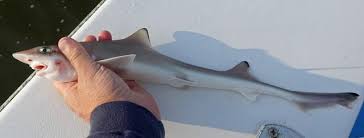 Image result for Mustelus canis