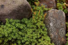 Attēlu rezultāti vaicājumam “Pogonatum nanum”