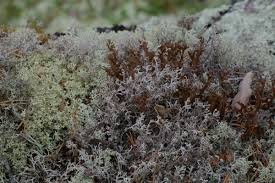 Attēlu rezultāti vaicājumam “Cetraria sepincola”