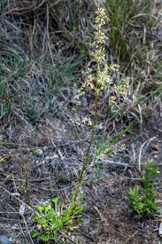 Attēlu rezultāti vaicājumam “Silene otites fruit”