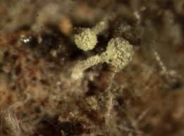 Attēlu rezultāti vaicājumam “Chaenotheca brachypoda”