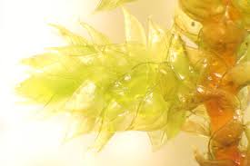 Attēlu rezultāti vaicājumam “Antitrichia curtipendula macro”