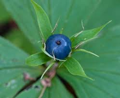 Attēlu rezultāti vaicājumam “Paris quadrifolia fruit”