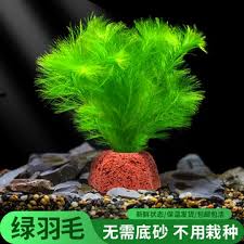 「綠羽毛」的圖片搜尋結果