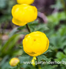 Image result for Trollblume