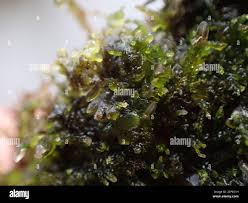 Attēlu rezultāti vaicājumam “Riccardia multifida”