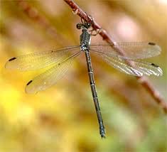 Attēlu rezultāti vaicājumam “Insecta”