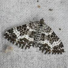 Attēlu rezultāti vaicājumam “Epirrhoe tristata imago”